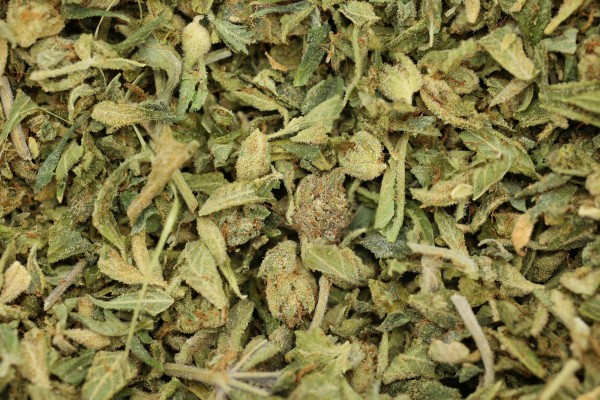 Miami Florida Cheap MJ Buds